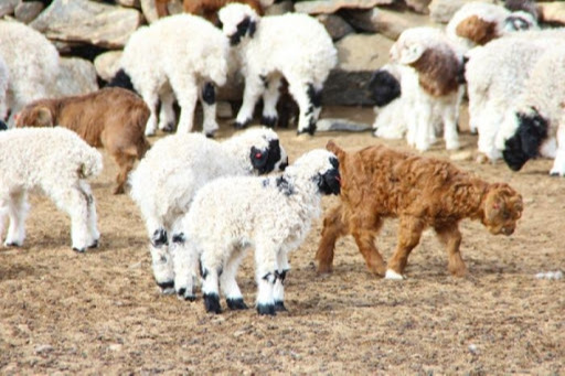 Улсын хэмжээнд 4.2 сая төл хүлээн авч, бойжилт 99 хувьтай байна